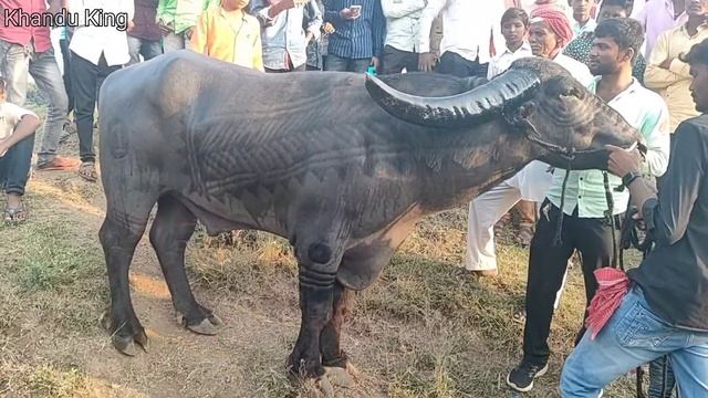 सुर्या डॉन द्वारकाधीश मित्र मंडळ बीड यांचा Unstoppable Player | नाद टकरीचा | @khanduking смотреть онлайн