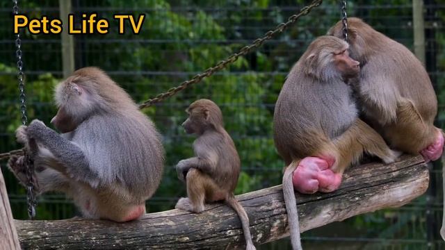 Мир животных 🐒🦝🐥 animal world #animals #animal #world смотреть онлайн