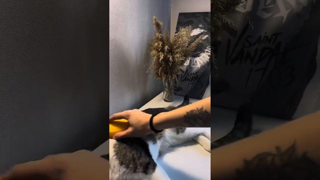 Щетка с паром для животных смотреть онлайн