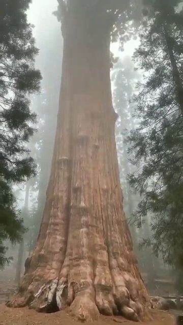 Самое большое дерево в мире(The largest tree in the world) смотреть онлайн