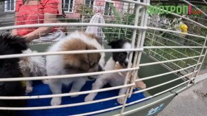 Собачий базар. Староконный рынок Одесса. Торговля собаками. Животные. Щенки. Питомцы. ТОП-5 #зоотро