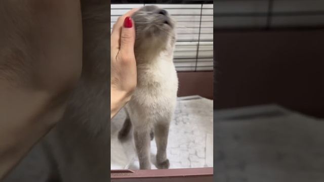 Появление Венеры. День 11. 04.03.2024 г. смотреть онлайн