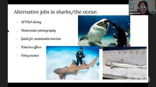 Lecture: A Snapshot of Shark Research of the Caribbean смотреть онлайн