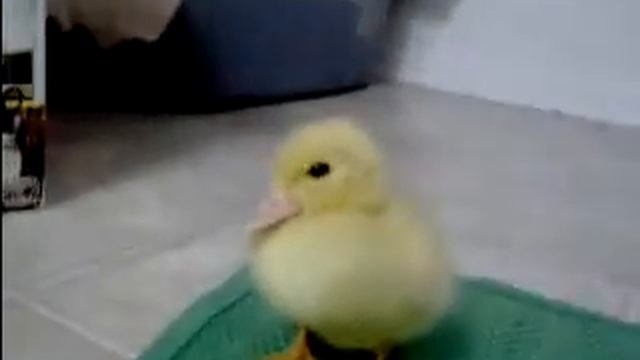 Малыш - утёнок. Baby_Duck. смотреть онлайн