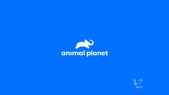 Animal Planet (2018/2019) смотреть онлайн