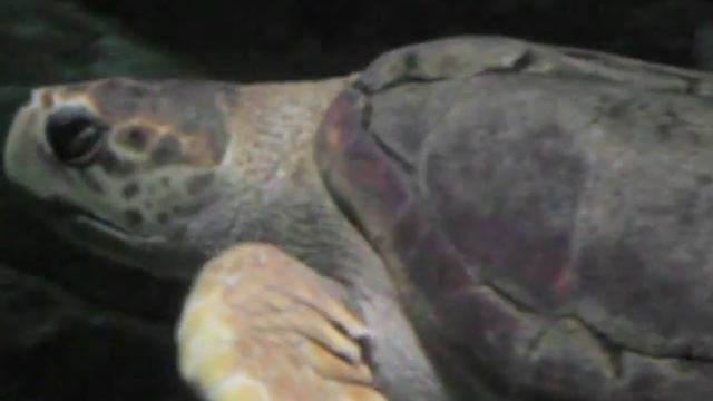 Snorkle the turtle National Marine Aquarium 2015 18.10.2015 смотреть онлайн