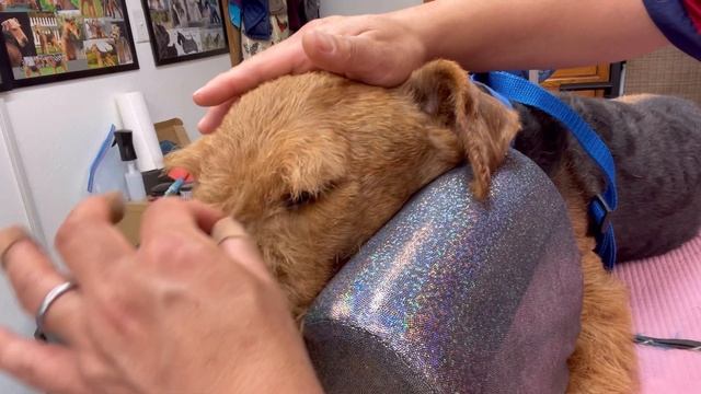 Eyebrows - Handstripping and Shaping Brows for a Terrier Expression. смотреть онлайн