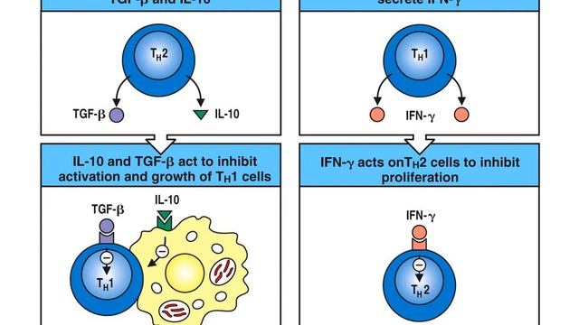 IMMUNOLOGIE LES CELLULES DE L’IMMUNITE смотреть онлайн