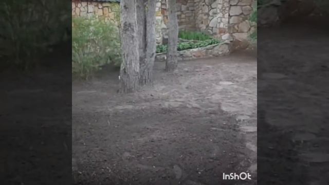 Газон посевной смотреть онлайн