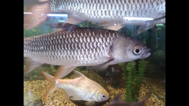 песня Нептун из мультфильма приключения капитана Врунгеля