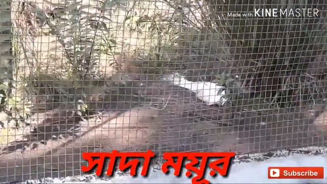 Siliguri Bengal Safari Park All Animals