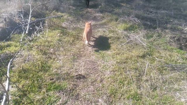 Рыжий кот знакомится с чёрной кошкой 1 сезон 1 серия