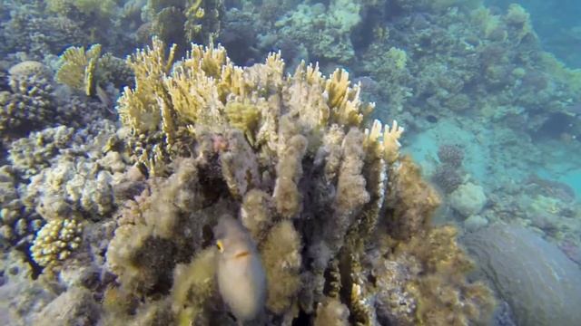 Марса Алам, рыбы атакуют 👍