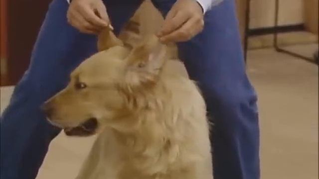 Full House Funny Clip - Comet does Elvis and Stevie Wonder impressions смотреть онлайн