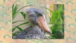 Случаи, Когда Реальных Русалок Засняли на Камеру