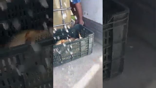 12 SEPTEMBRIE 2022, LA SULTAN - BALTĂ DE PESCUIT SPORTIV смотреть онлайн