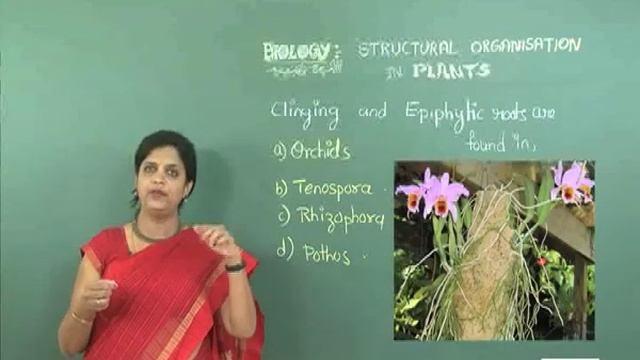 Ep 08 Bio Structural Organisation in Plants 01 смотреть онлайн