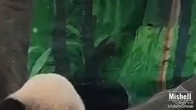 Как хорошо быть пандой🐻👍🌿 смотреть онлайн
