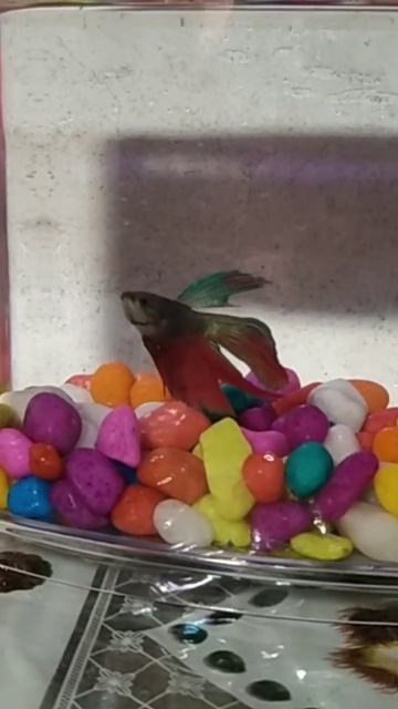 When I bought my Beautiful Betta Fish for the first time 😊#shortsvideo#shortsbeta#viral смотреть онлайн