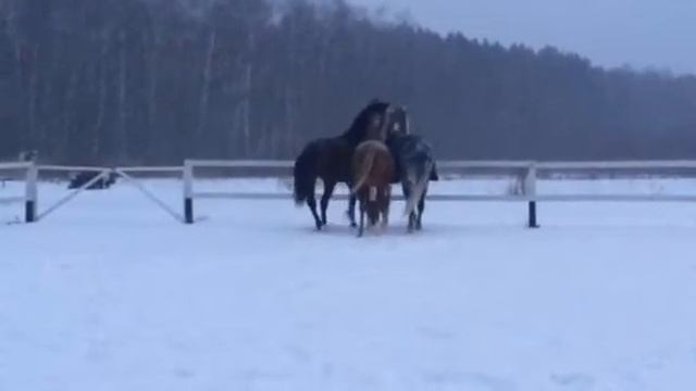 Гравер, Джа и Сатурн смотреть онлайн
