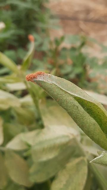 Groundnut red spider mite смотреть онлайн