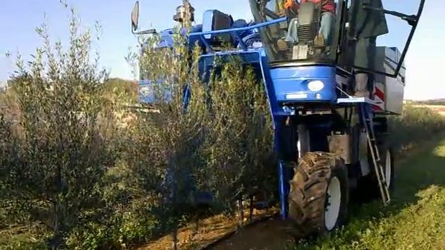 mechanical olive harvesting in Greece, agrinio 8 12 09 смотреть онлайн