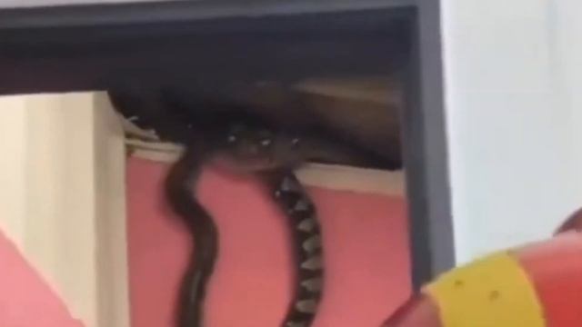 Unveiling Giants: The World's Largest Snakes Caught on Camera смотреть онлайн