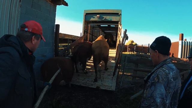 Продали герефордов, отбивка скота смотреть онлайн