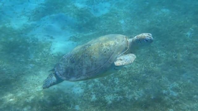 MARSA ALAM 2015 hotel The Three Corners Fayrouz смотреть онлайн