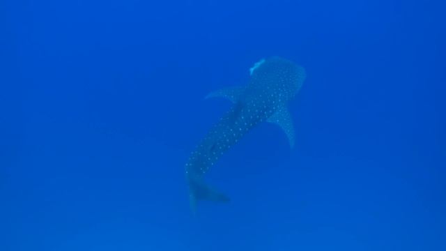 Egypt Marsa Alam 7.12.2020 смотреть онлайн
