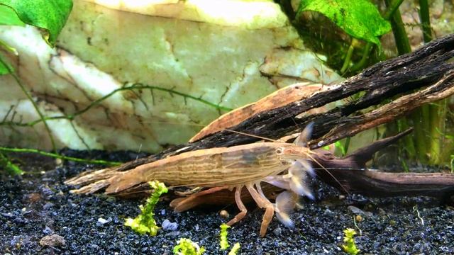 Bamboo Shrimp (Atyopsis moluccensis) смотреть онлайн
