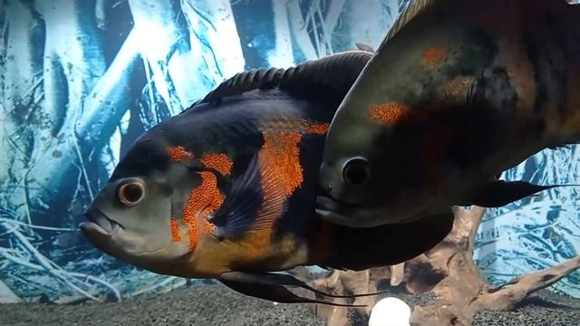 Новое оформление в аквариуме с астронотусами (9.12.21) смотреть онлайн