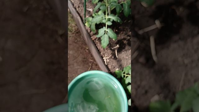 Томаты в теплице. Вторая подкормка после высадки. смотреть онлайн