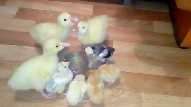 Пернатые!!Гусята и курята!!! смотреть онлайн