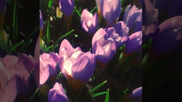 #частный_ботанический_сад #сад... смотреть онлайн