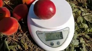 Новинка! Абрикос Дженгат. Apricot Jengat. Червоний, смачний сорт із солодким смаком.