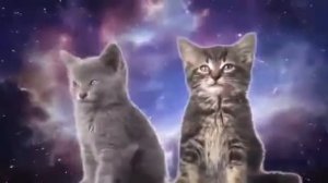 Песня Кошек