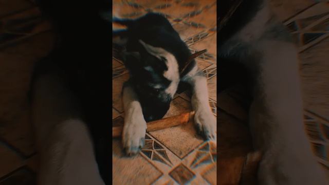 Марс 🐶. смотреть онлайн