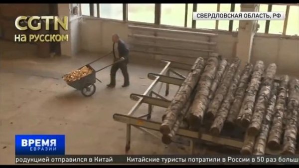 Завод по производству палочек для мороженного в Краснотурьинске