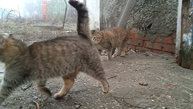 Кошки Замедленная съемка. смотреть онлайн