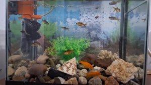 Мальки золотых комет из пруда на зимовку в аквариум. #аквариум #кометы