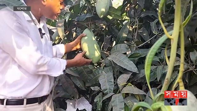এক আমের ওজনই ৫ কেজি! | Famous Mango | Jessore | Weight | Somoy TV смотреть онлайн