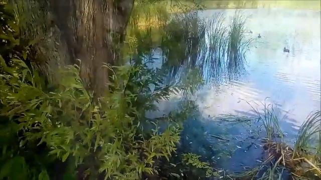 Моя Вологодчина смотреть онлайн