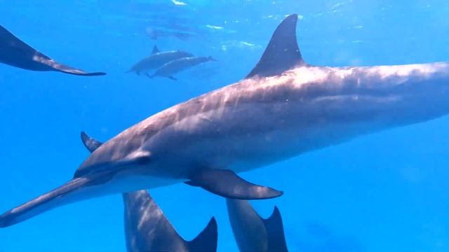 Sataya Dolphin Reef, Marsa Alam. Экскурсия в заповедник "Дельфиний Риф Сатайя". смотреть онлайн