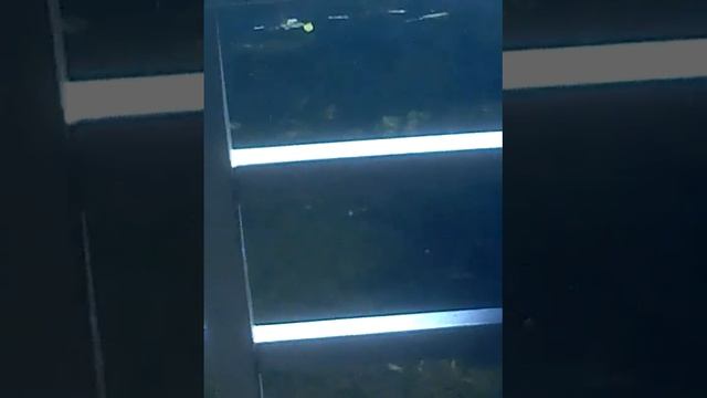 Copy of Маленькие утята, видео с первым их спуском на воду смотреть онлайн