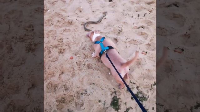 American bully pocket 1 to 6 months смотреть онлайн