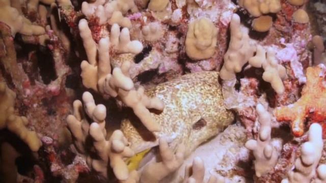 Eel Hunting   HD 1080p Video Sharing
