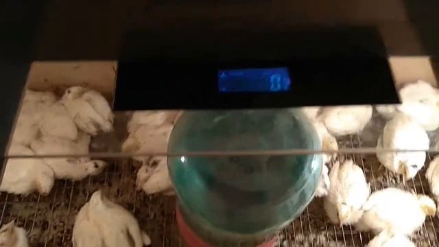 Перепелам две недели смотреть онлайн