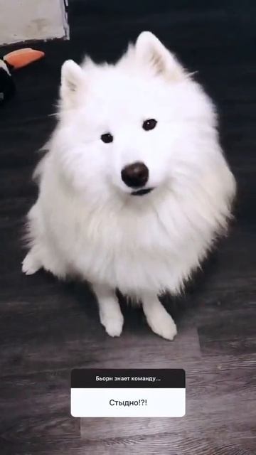#shorts #short #samoed #самоед смотреть онлайн