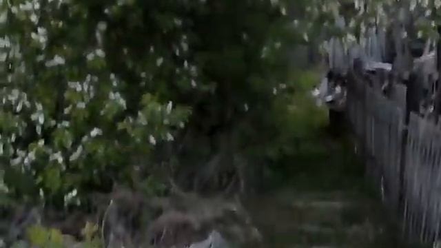 Красивый двор. Собака. Барак моего друга. ул.Лесная. Прогулка на край поселка. Beauty Nature. смотреть онлайн